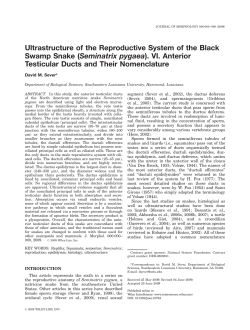 (Seminatrix pygaea). VI. Anterior testicular ducts and their