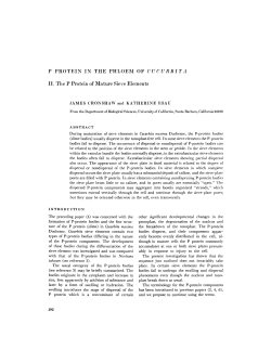 P PROTEIN IN THE PHLOEM OF CUCURBITA II