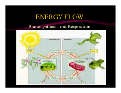 energy flow - Grade12BiologyCALC