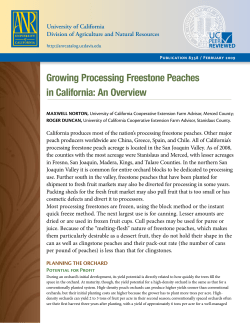 Growing Processing Freestong Peaches in California