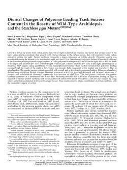 Diurnal Changes of Polysome Loading Track