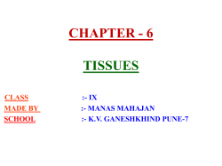 CHAPTER - 6 TISSUES