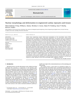 Nuclear morphology and deformation in engineered cardiac