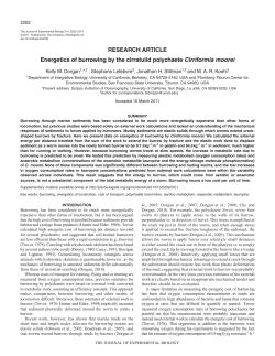 Energetics of burrowing by the cirratulid polychaete Cirriformia moorei