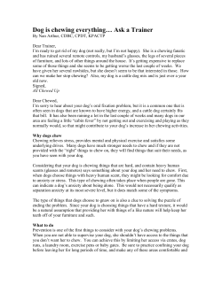 Dog is chewing everything&hellip; Ask a Trainer