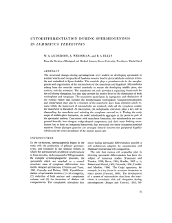 cytodifferentiation during spermiogenesis in