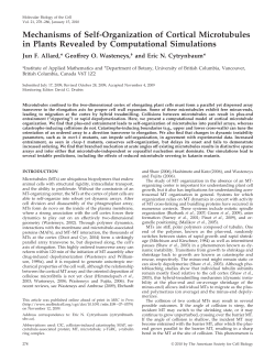 Mechanisms of Self-Organization of Cortical Microtubules in Plants