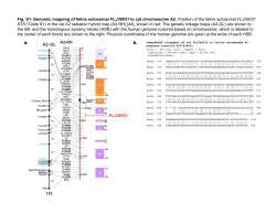 Fig. S1. Genomic mapping of feline autosomal FLJ36031 to cat