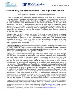 Ficus Whitefly Management and Biocontrol Identification