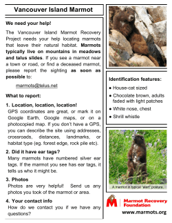 Observer Poster 2012 - Marmot Recovery Foundation