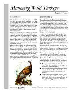 Managing Wild Turkeys