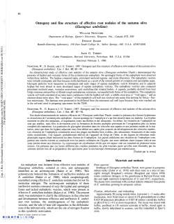 Elaeagnus umbellata - Harvard Forest