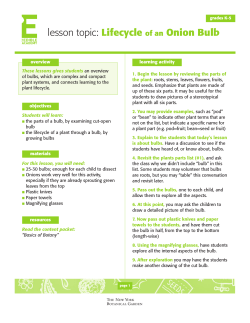 lesson topic: Lifecycle of an Onion Bulb