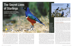 The Secret Lives of Starlings