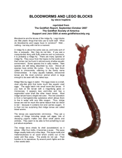 bloodworms and lego blocks