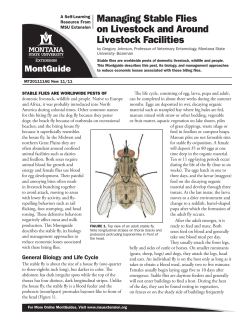 Managing Stable Flies on Livestock and Around Livestock Facilities