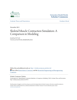 Skeletal Muscle Contraction Simulation: A Comparison in Modeling