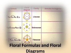 Floral Formulas Floral formula