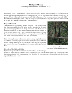 The Spider Monkey - Cloudbridge Nature Reserve