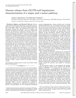 Glucose release from GLUT2-null hepatocytes