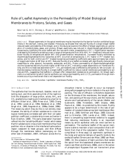 Role of Leaflet Asymmetry in the Permeability of Model Biological