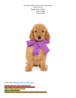 Purple`s Notes - Teddybear Goldendoodles