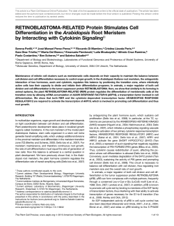 RETINOBLASTOMA-RELATED Protein Stimulates