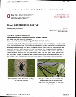 Asian Longhorned Beetle OSU