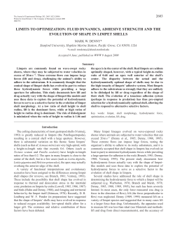 Limpet shell shape - Stanford University