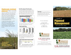 A Guide to Pigweed Management for Soybean/Cotton