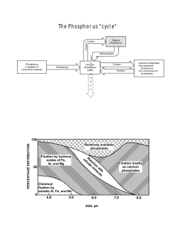 The Phosphorus "cycle"