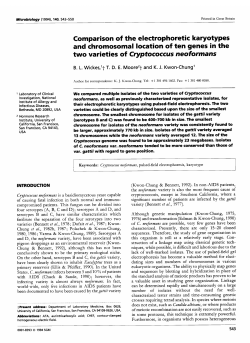 Comparison of the electrophoretic karyotypes and