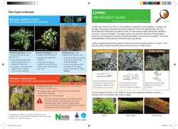 Lichen Identification Guide
