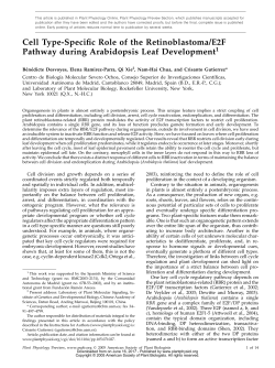 Cell Type-Specific Role of the Retinoblastoma