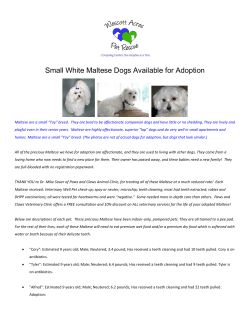 Small White Maltese Dogs Available for Adoption
