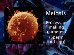 Meiosis