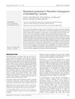 Pyomelanin production in Penicillium chrysogenum is