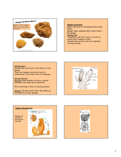 Sponge structures: Ostia: tiny pores on the sponge where water