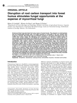 Disruption of root carbon transport into forest humus