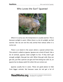 Who Loves the Sun? Iguanas!