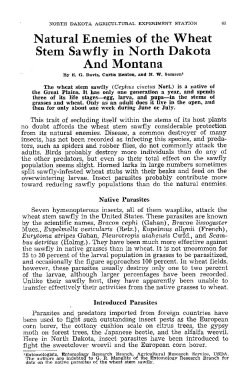 Natural Enemies of the Wheat Stem Sawfly in North Dakota And