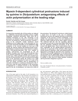 Protrusion formation in Dictyostelium cells