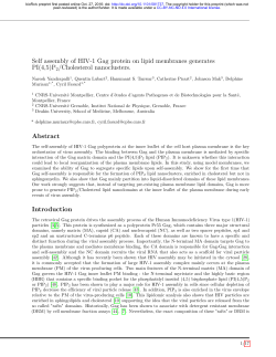 Self assembly of HIV-1 Gag protein on lipid membranes