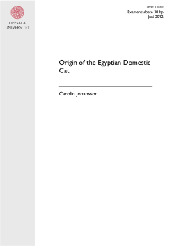 Origin of the Egyptian Domestic Cat