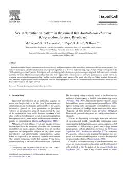 Sex differentiation pattern in the annual fish Austrolebias charrua