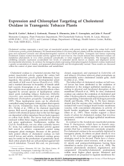 Expression and Chloroplast Targeting of