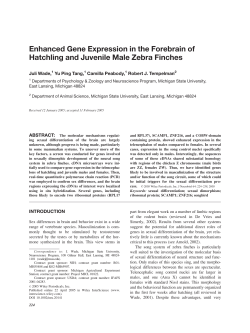 Enhanced gene expression in the forebrain of hatchling and juvenile