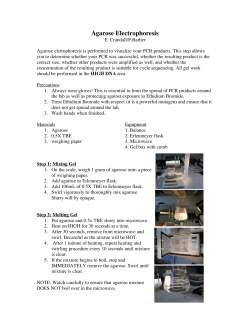 Electrophoresis of PCR Products