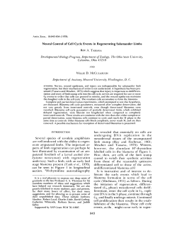 Neural Control of Cell Cycle Events in Regenerating Salamander