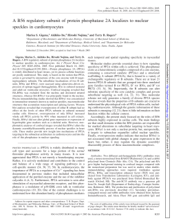 A B56 regulatory subunit of protein phosphatase 2A - AJP